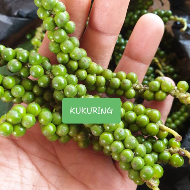 

LADA HIJAU SEGAR LANGSUNG PETIK