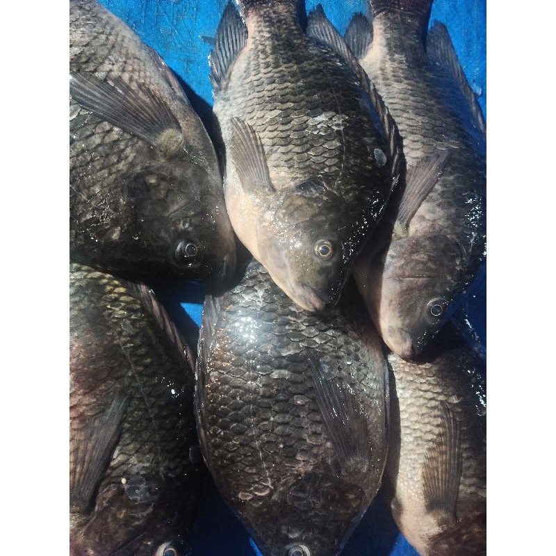 

ikan nila segar