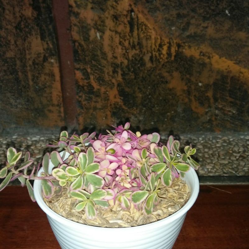 tanaman hias portualaca pink/krokot varigata