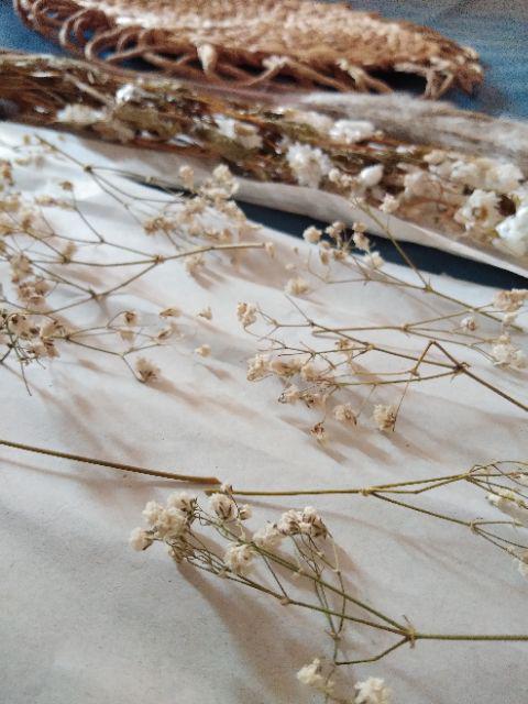 Acroclinium Rodanthe Manglesii Bunga Kering Asli 1 Ikat Import Dried Flower Preserved Flower