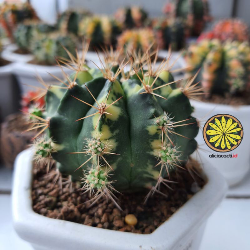 Kaktus ownroot gymnocalycium cat eye