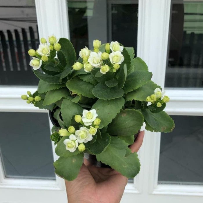 Paket tanaman hias murah 3 cocor bebek