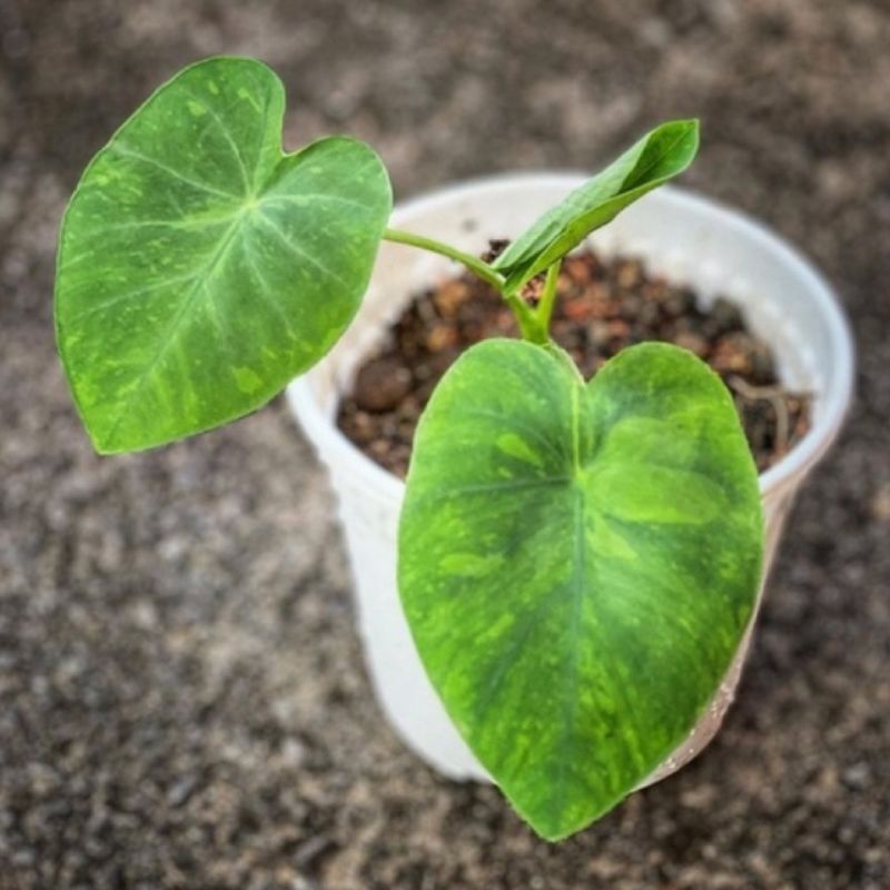 tanaman hias colocasia midori sour