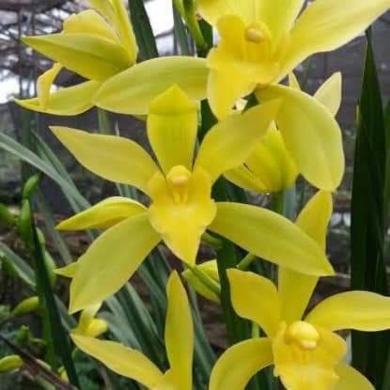 cymbidium golden boy (anggrek tanah)