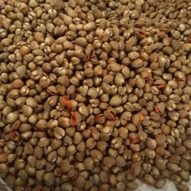

Jual kerang darah hidup min 1kg
