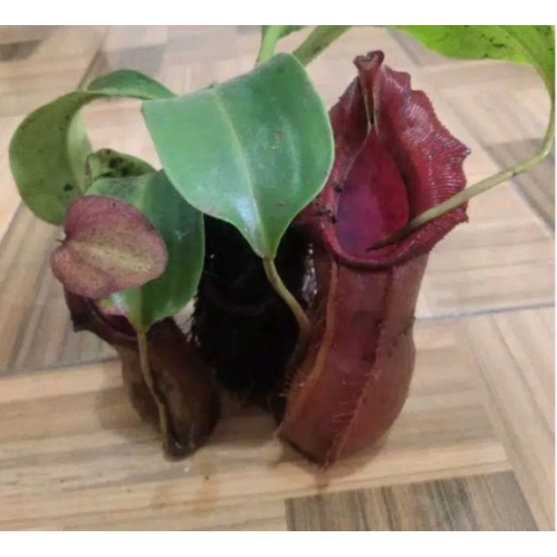 tanaman hias kantong semar langka