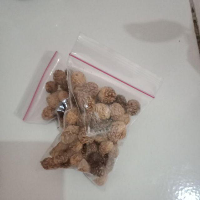 10 Benih Biji Pohon Bidara Arab