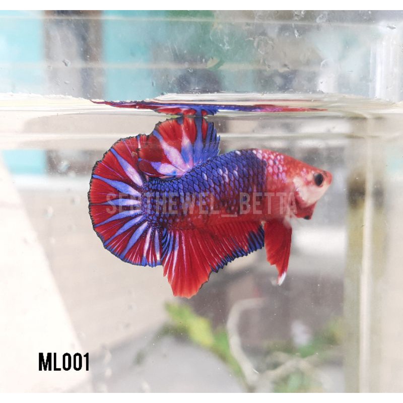 cupang besgel line nemo real pict