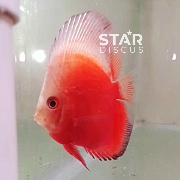 Discus Red White Hi-body (HB) Bulldog ukuran 2,5 inch