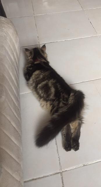 Panci Ceramic Shuma Eco Deep Pan 26cm (00232.00045)