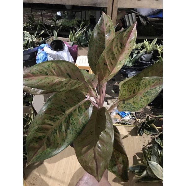 Aglonema big Roy super jumbo aglonema lulaiwan murah