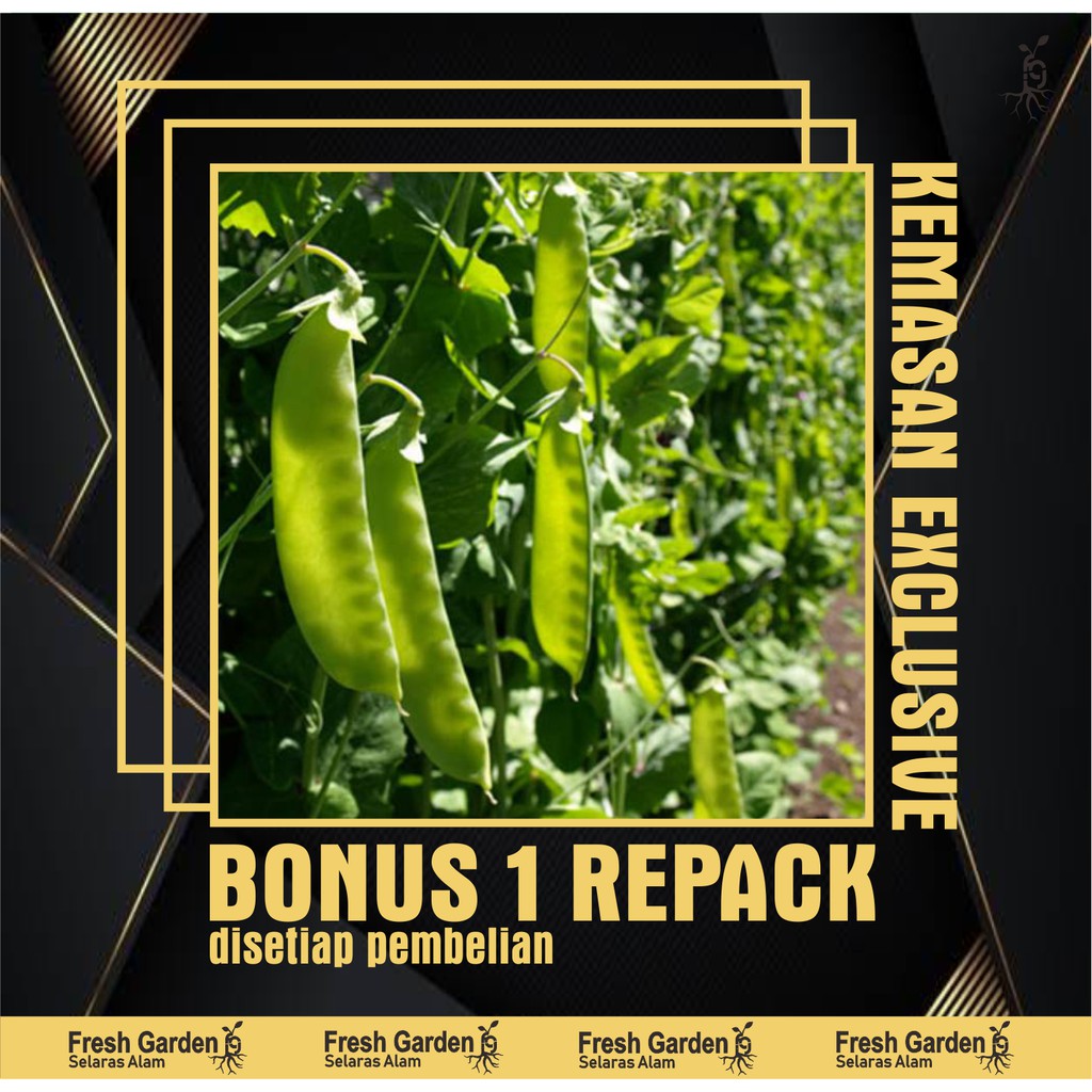 Benih Kacang Polong / Kapri Taichung