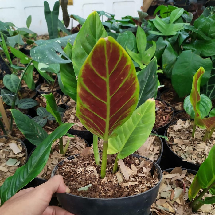 PHILODENDRON SUBHASTATUM | TANAMAN PHILODENDROON SUBHASTATUM