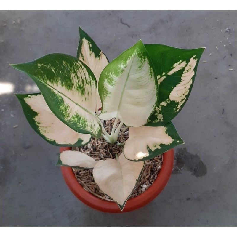 Aglonema escada anakan