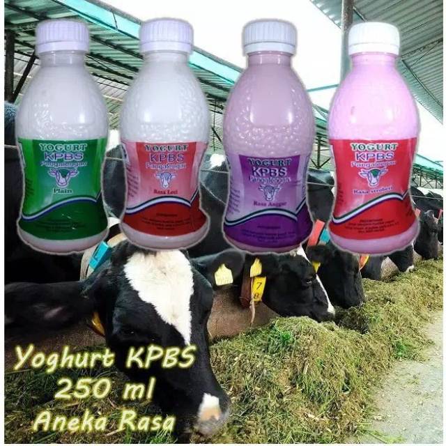 

YOGHURT KPBS PANGALENGAN 250 ML LANGSUNG DARI PANGALENGAN