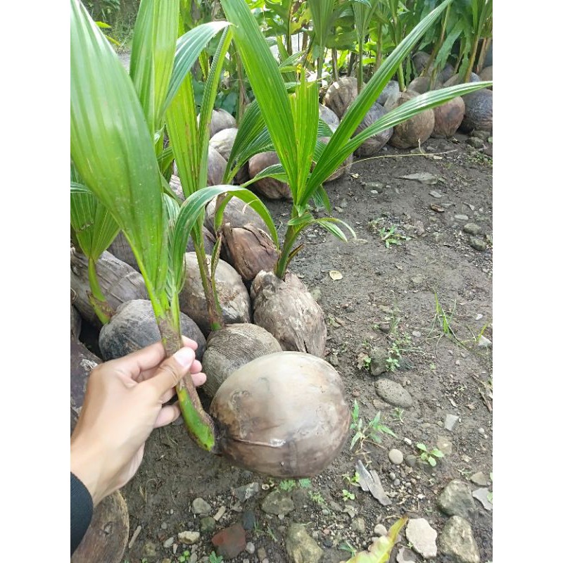 Bibit kelapa  Hibrida gejah 3 tahun berbuah berkualitas