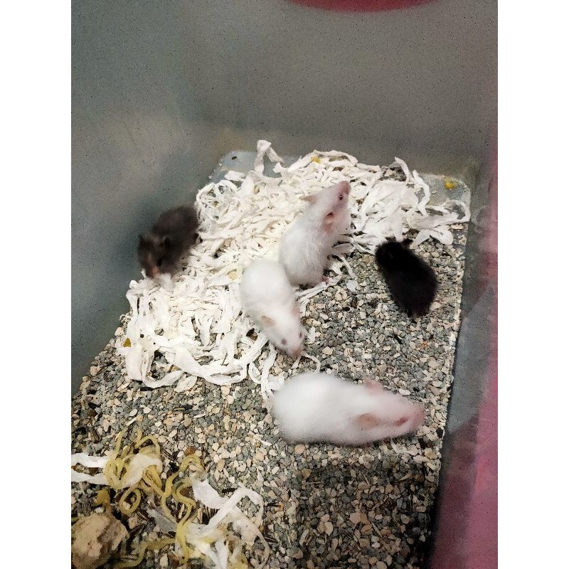 hamster syrian jinak dan lucu