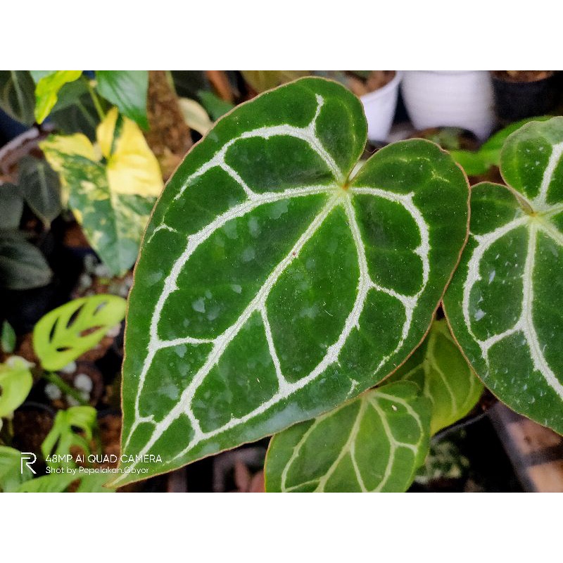 Tanaman hias Anthurium Crystallinum || KUPING GAJAH CRYSTALINUM / ANTHURIUM KUPING GAJAH
