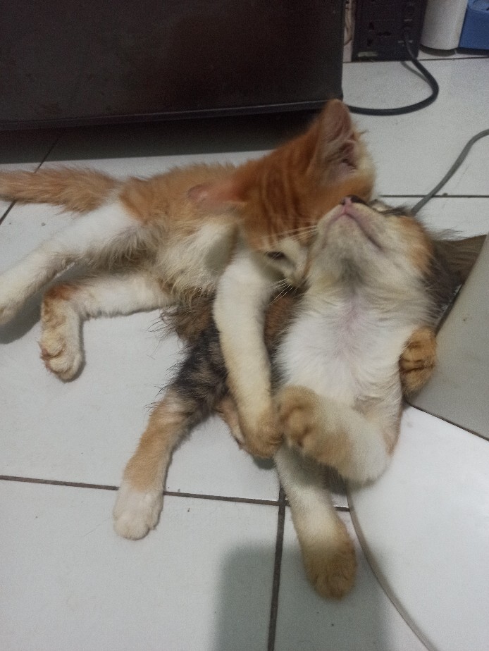 Kawat Ayam Roll Rollan / Chicken Wire Mesh / Kawat Galvanized Panjang 7.5m