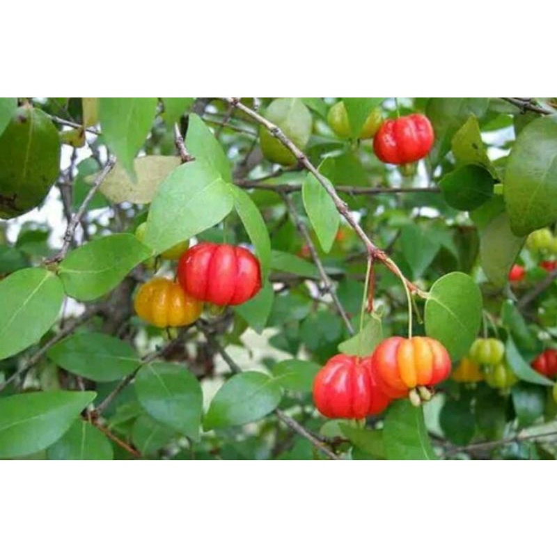 bibit buah cermai merah/dewandaru