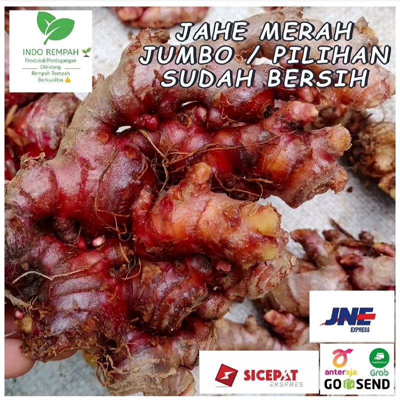 

Jahe Merah / Red Ginger Size JUMBO 1 Kg Sudah Bersih