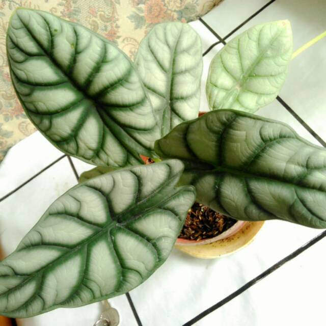 Alokasia Cuprea Silver Silver Dragon Alocasia Dragon Scale Shopee Indonesia