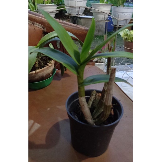 anggrek dendro