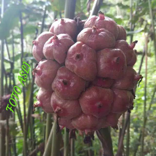 

Buah honje segar 500 gram