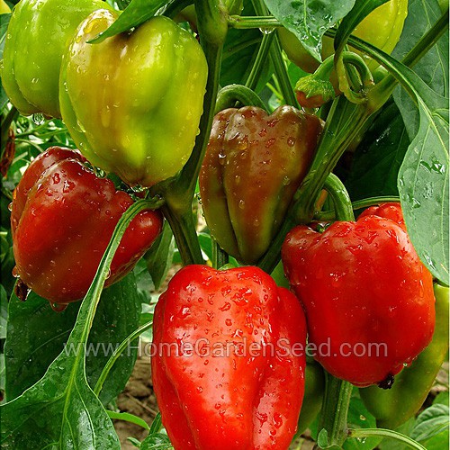 Benih Paprika California Wonder - Sweet Pepper - Home Garden Seed