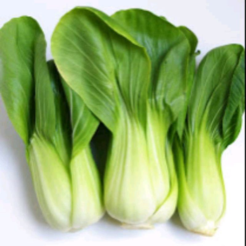 

PAKCOY SAYUR