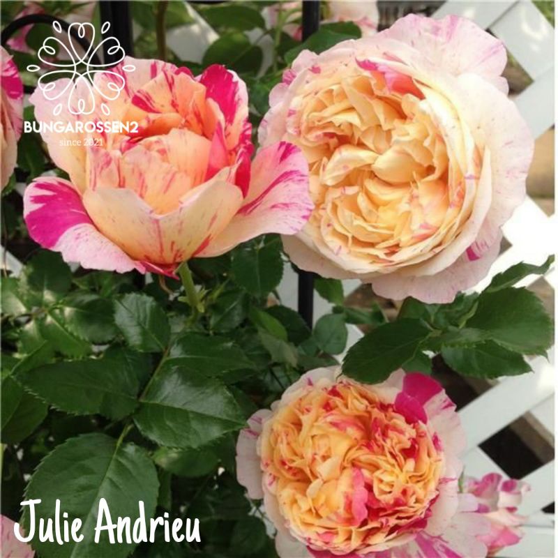 Bunga Mawar Import JULIE ANDRIEU ( BIBIT ) - mawar import murah - mawar bibit - mawar wangi