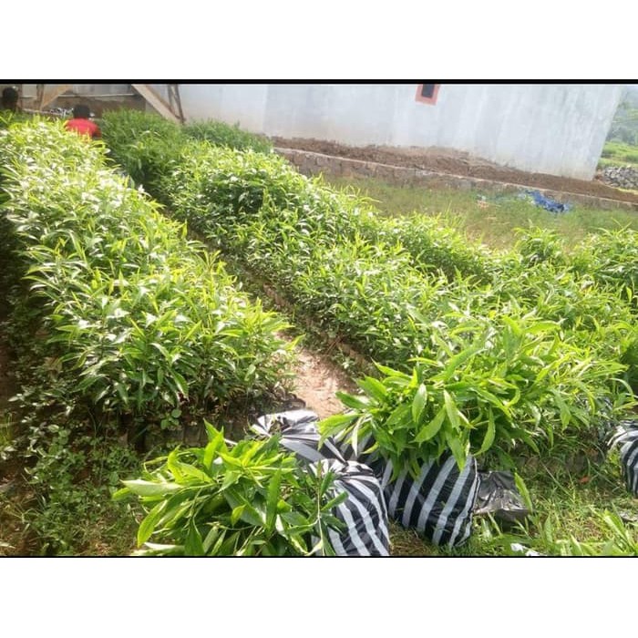 Promo 5 Bibit Pohon Kayu Jenitri / Genitri Super Termurah