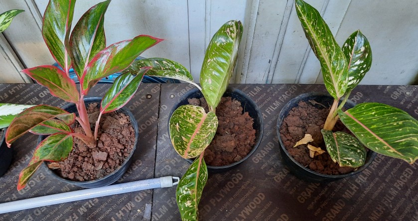 Aglaonema / Aglonema Lipstick / Siam Aurora