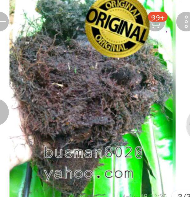 Akar Kadaka Murah Jual Akar Kadaka (media Tanam Anggrek) 1 Kg Jual Produk Akar Kadaka Murah Dan Terl