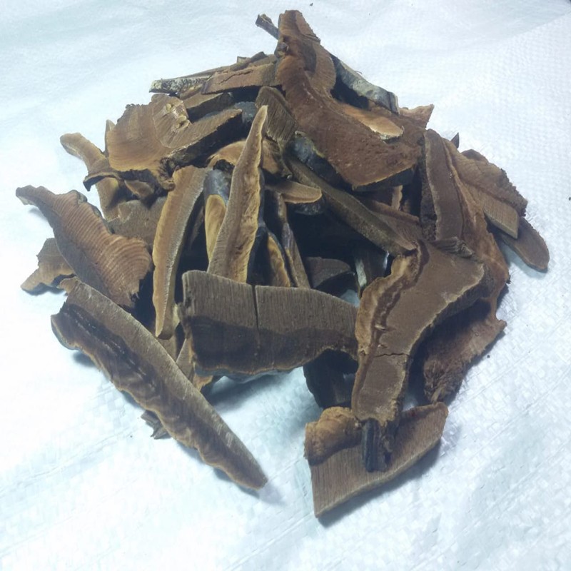 Jamur Lingzhi iris teh lingzhi [jenis lingzhi hutan] 250 gram