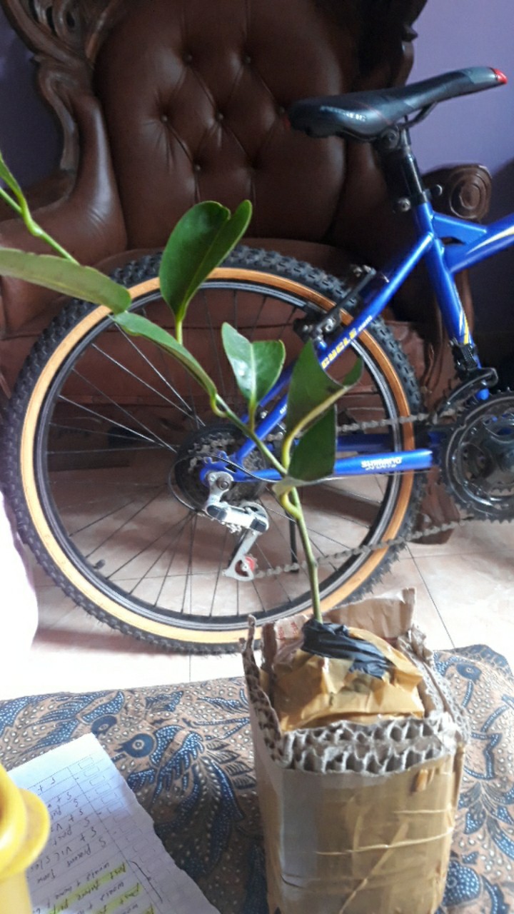 Bibit Tanaman Buah Black Sapotte/ Black Sapote/ Bibit Black Sapote Murah