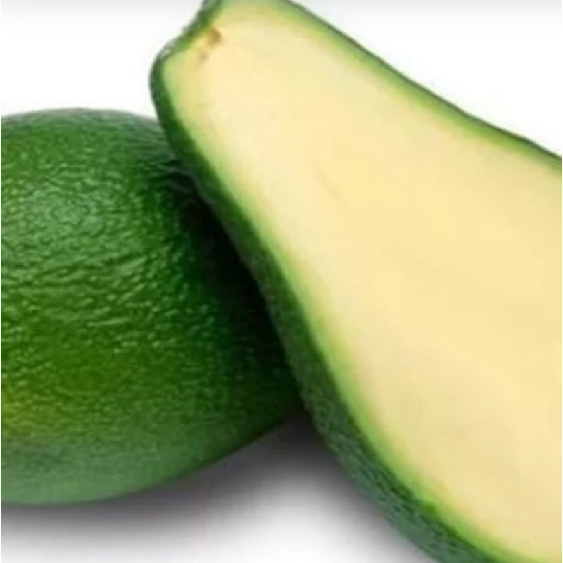 bibit alpukat[ tanpa biji] OKULASI