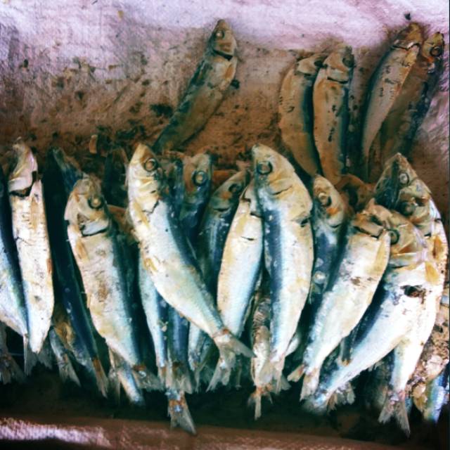 

Ikan asin rebus 1KG Dan Bagong