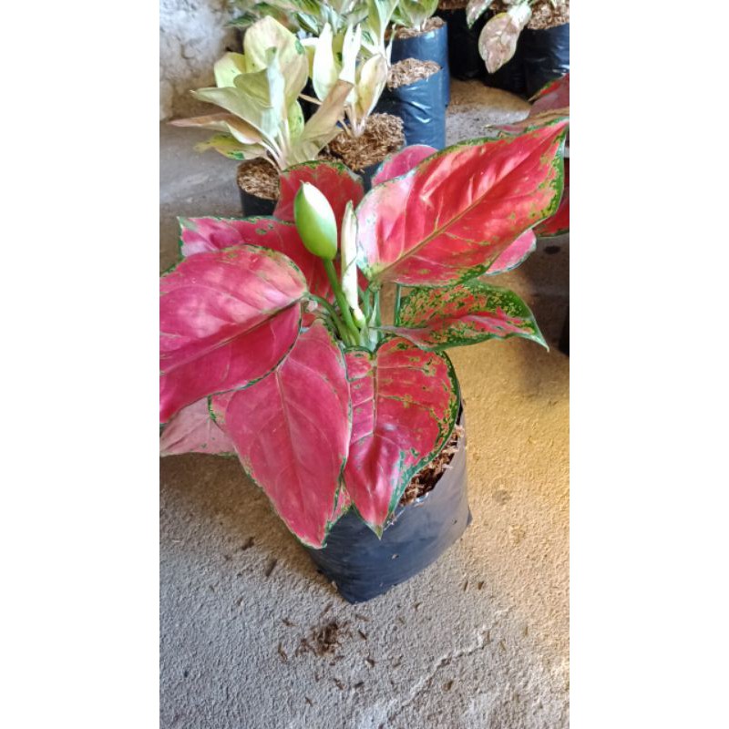Aglonema red anjamani jumbo