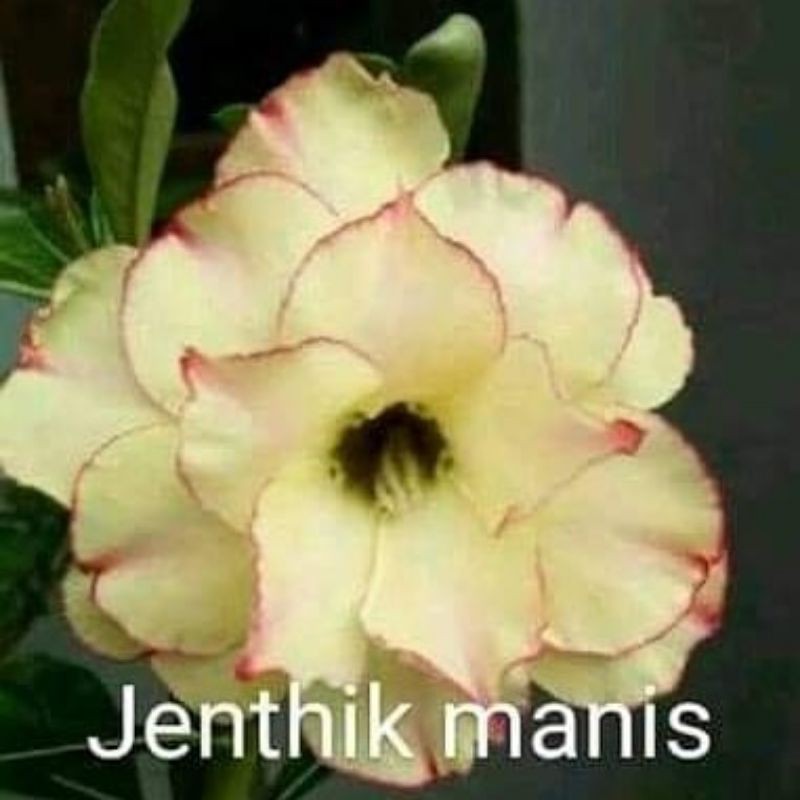 jentik manis adenium grafting