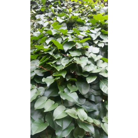 

Daun Binahong Fress 1kg