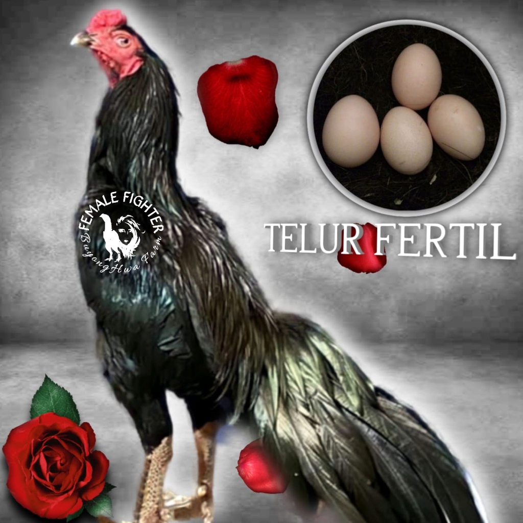 Telur Ayam Bangkok fertil new generasi pakhoy ekor panjang aduan asli