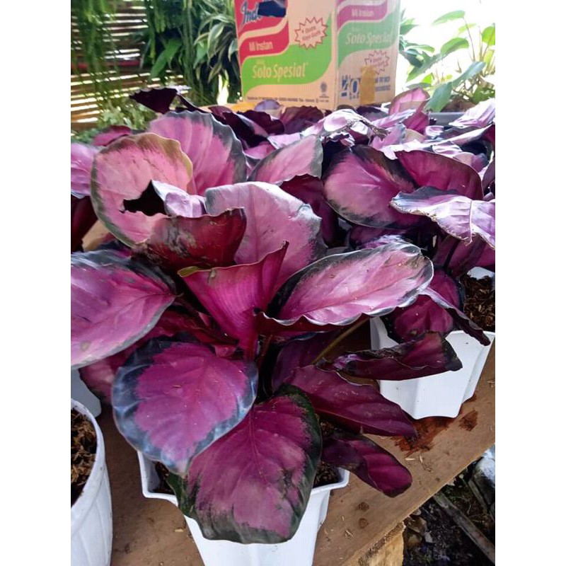 tanaman hias calathea crimson Rumpun