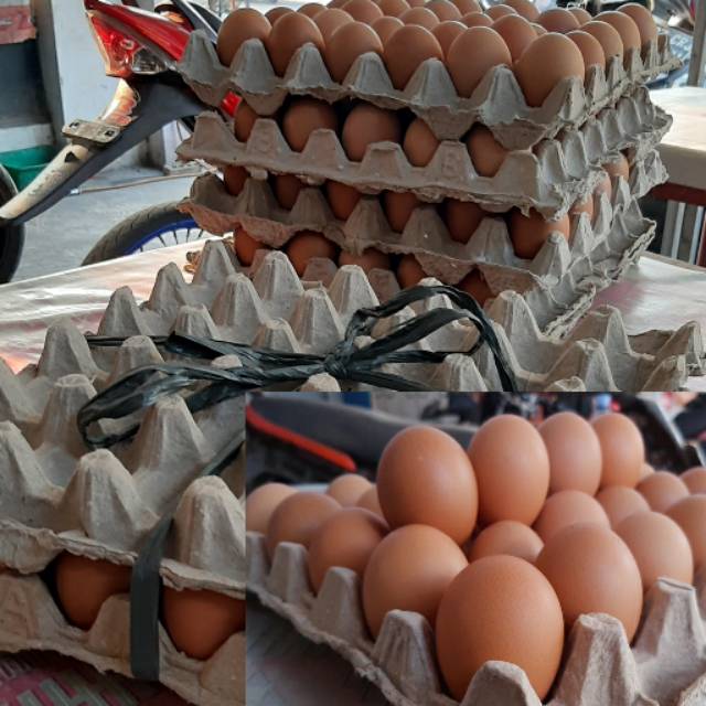 

TELUR AYAM NEGERI SEGAR