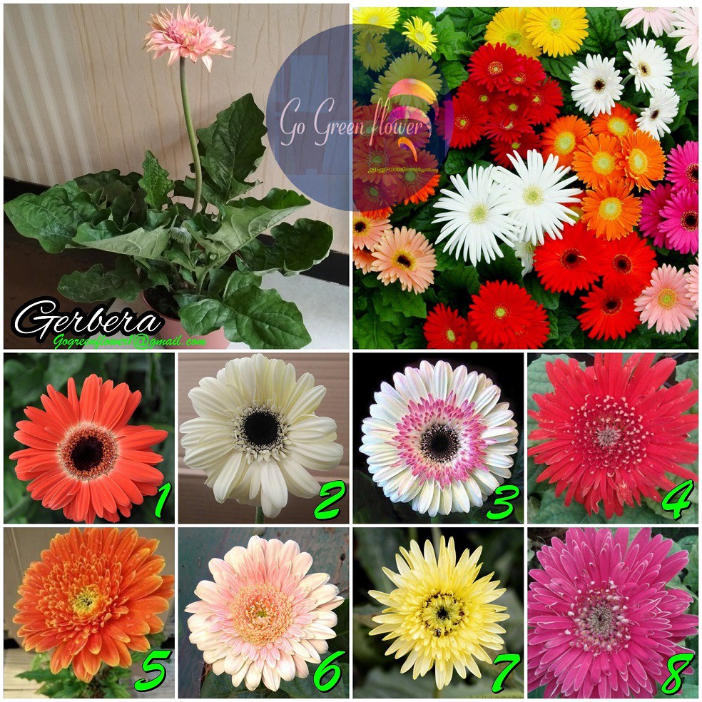 Bunga Gerbera Bibit Tanaman Shopee Indonesia