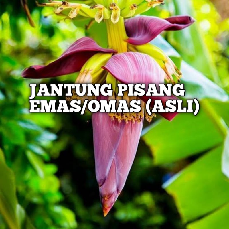 

Jantung pisang omas/emas jaminan asli
