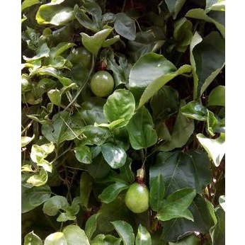 

Daun markisa segar per 500 gram