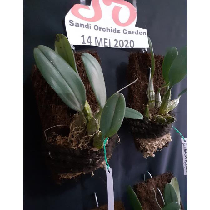 Dendrobium Agregatum