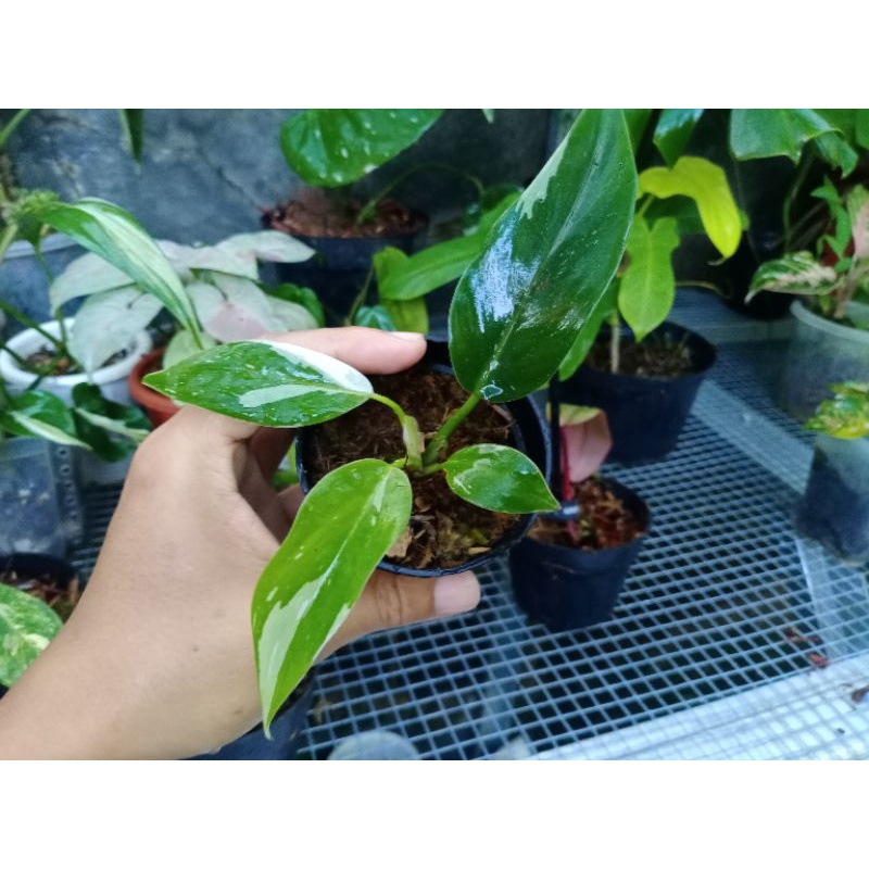 Philodendron White Princess