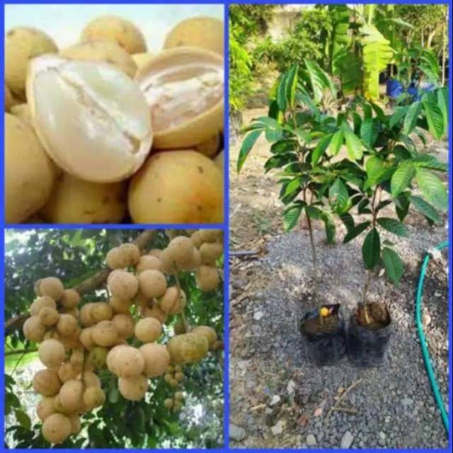 Bibit duku tanpa biji cepat berbuah